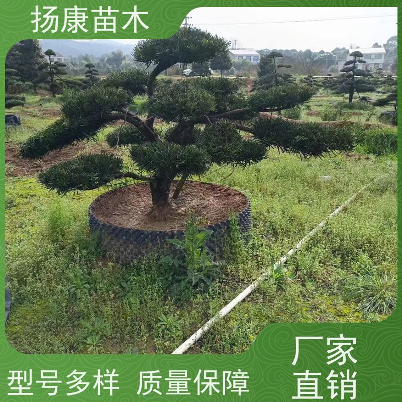 扬康苗木 园林庭院造景植物 成活率高 规格齐全 斜飘罗汉松