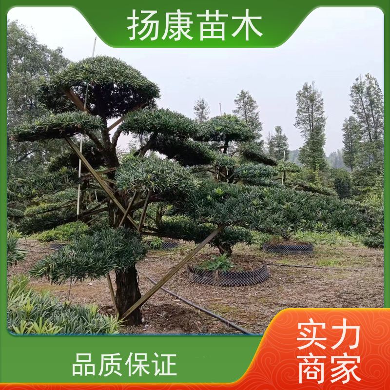扬康苗木 全国供应 庭院小区景区别墅常绿观花盆栽 金钻罗汉松