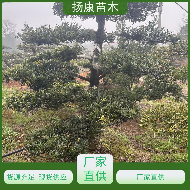 30公分罗汉松 基地直供 扬康苗木 园林绿化造型松