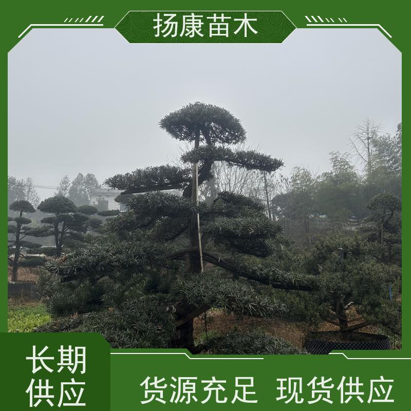 扬康苗木 百亩基地直供 绿意盎然 造型美观 生长旺盛 珍珠罗汉松