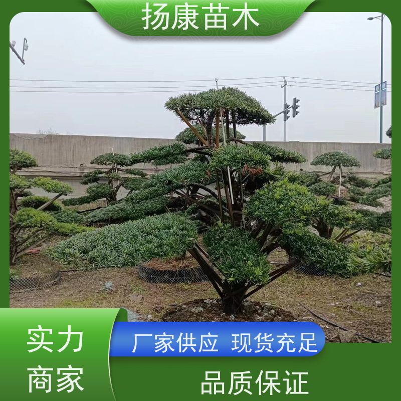 小叶罗汉松 规格齐全 扬康苗木 别墅庭院风景树 