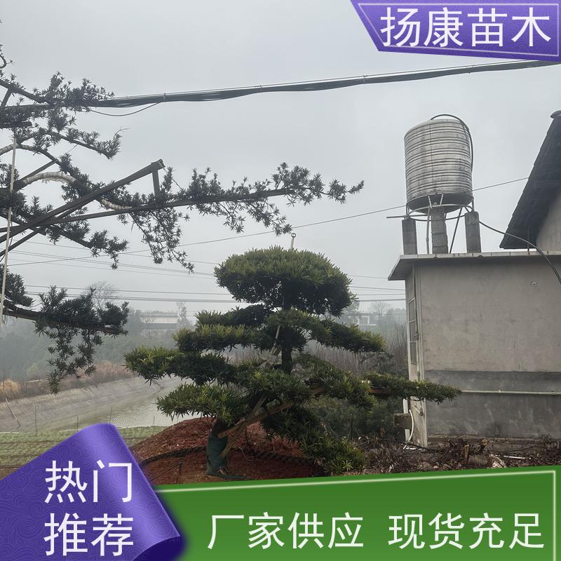 扬康苗木 百亩基地直供 绿意盎然 造型美观 生长旺盛 红芽珍珠罗汉松