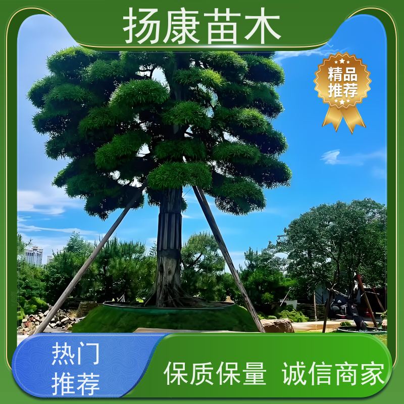 金钻罗汉松 规格齐全 扬康苗木 1-20公分造型黑松 庭院小区绿化造景树