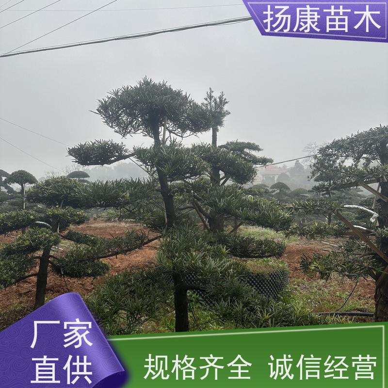 30公分罗汉松 多种规格可选 扬康苗木 景区园林公园绿化种植