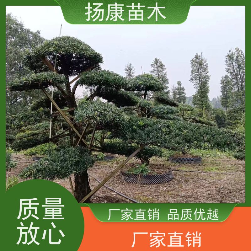 宽叶罗汉松 全国供应 扬康苗木 1-20公分造型黑松 庭院小区绿化造景树