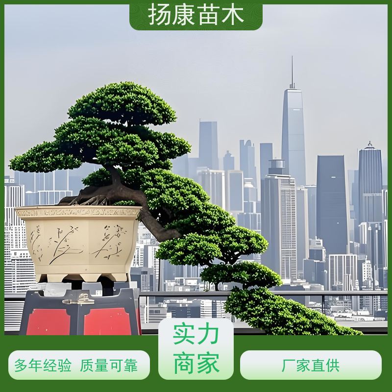 宽叶罗汉松 多种规格可选 扬康苗木 苗圃观赏植物