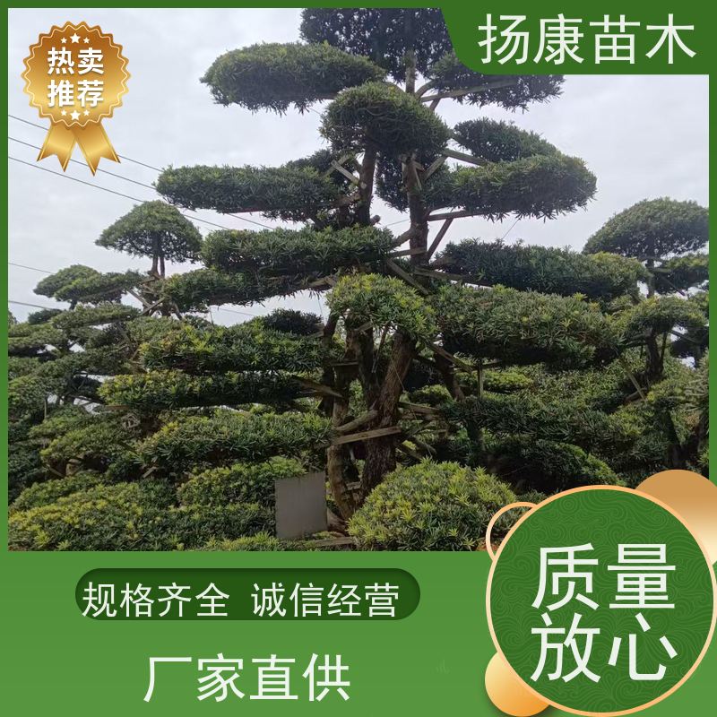 珍珠罗汉松 基地直供 扬康苗木 园林绿化造型松