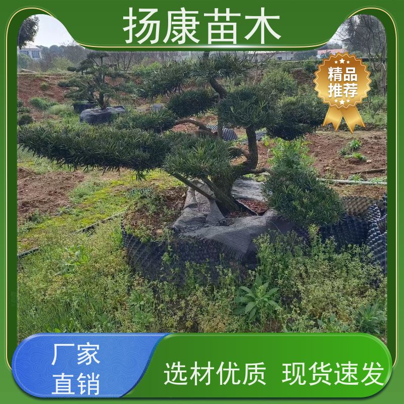 珍珠罗汉松 多种规格可选 扬康苗木 树形优美 景区别墅风景树 四季常绿
