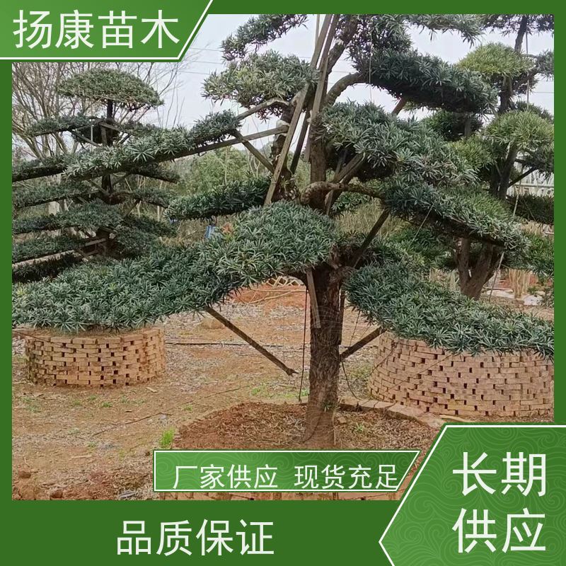 米叶罗汉松 全国供应 扬康苗木 树形优美 景区别墅风景树 四季常绿