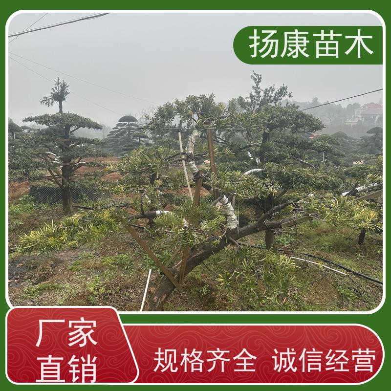 宽叶罗汉松 规格齐全 扬康苗木 别墅庭院风景树 