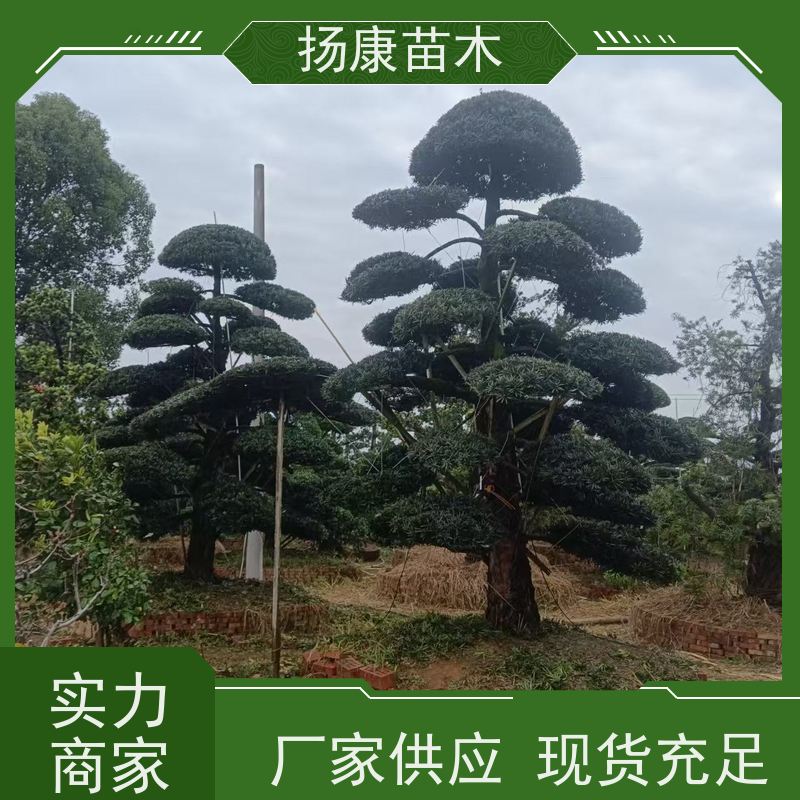 扬康苗木 可购园林造型树 绿化景观优选 冠幅3米 15公分罗汉松