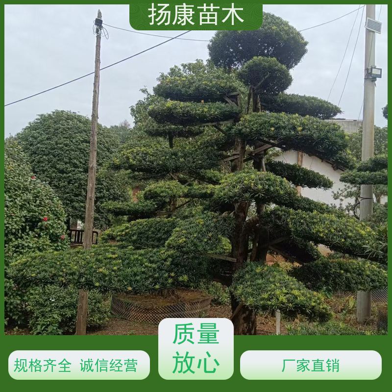 30公分罗汉松 全国供应 扬康苗木 树形优美 景区别墅风景树 四季常绿