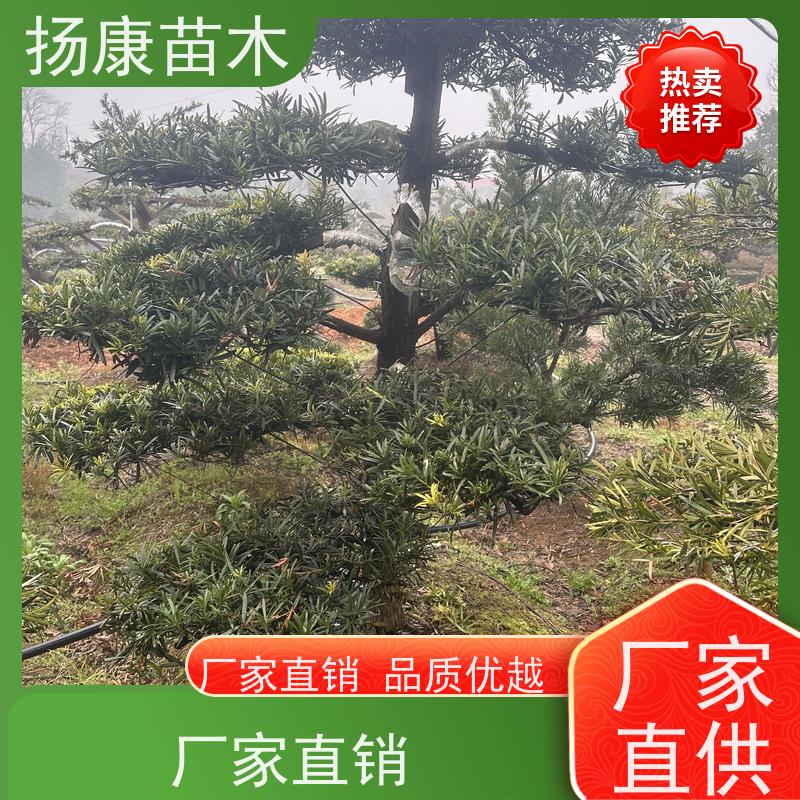 珍珠罗汉松 基地直供 扬康苗木 1-20公分造型黑松 庭院小区绿化造景树