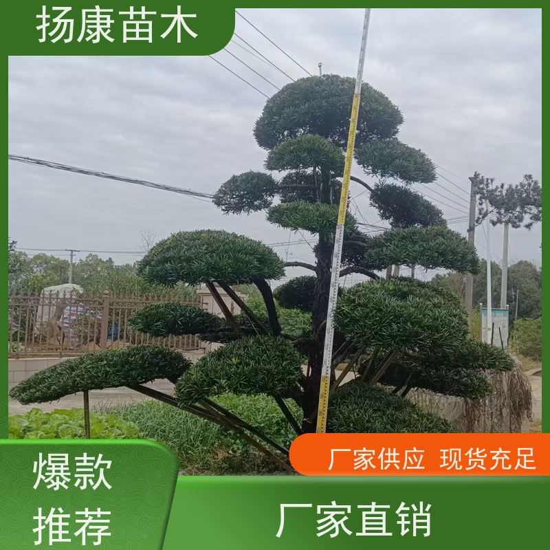 扬康苗木 全国供应 庭院小区景区别墅常绿观花盆栽 珍珠罗汉松