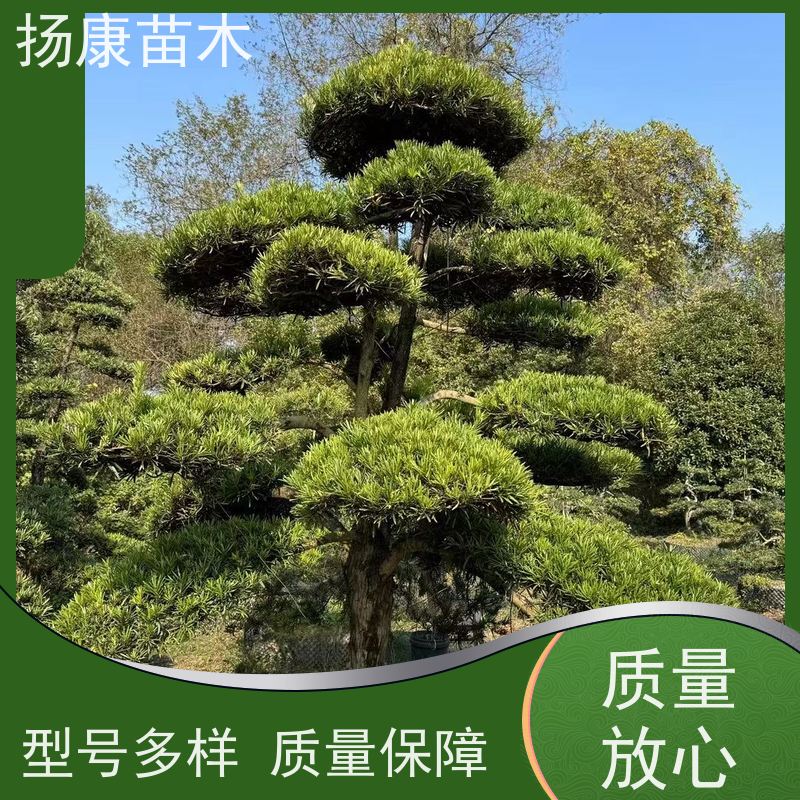 日本罗汉松 全国供应 扬康苗木 树形优美 景区别墅风景树 四季常绿