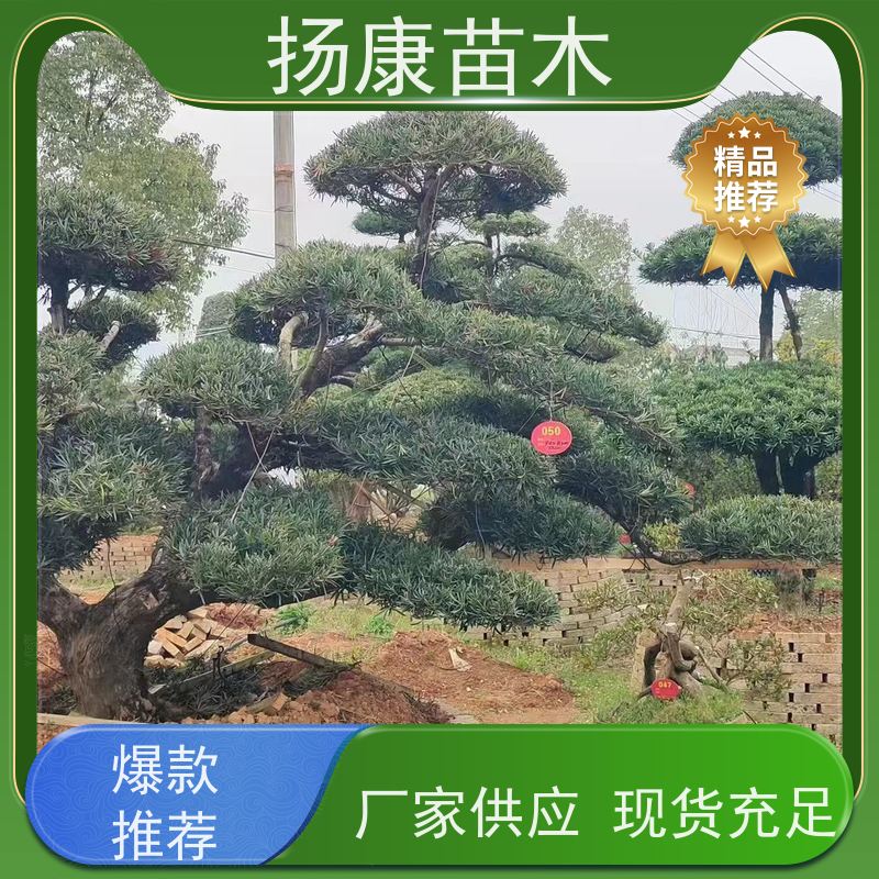 罗汉松 全国供应 扬康苗木 庭院园林景观打造绿化道路观赏价值高