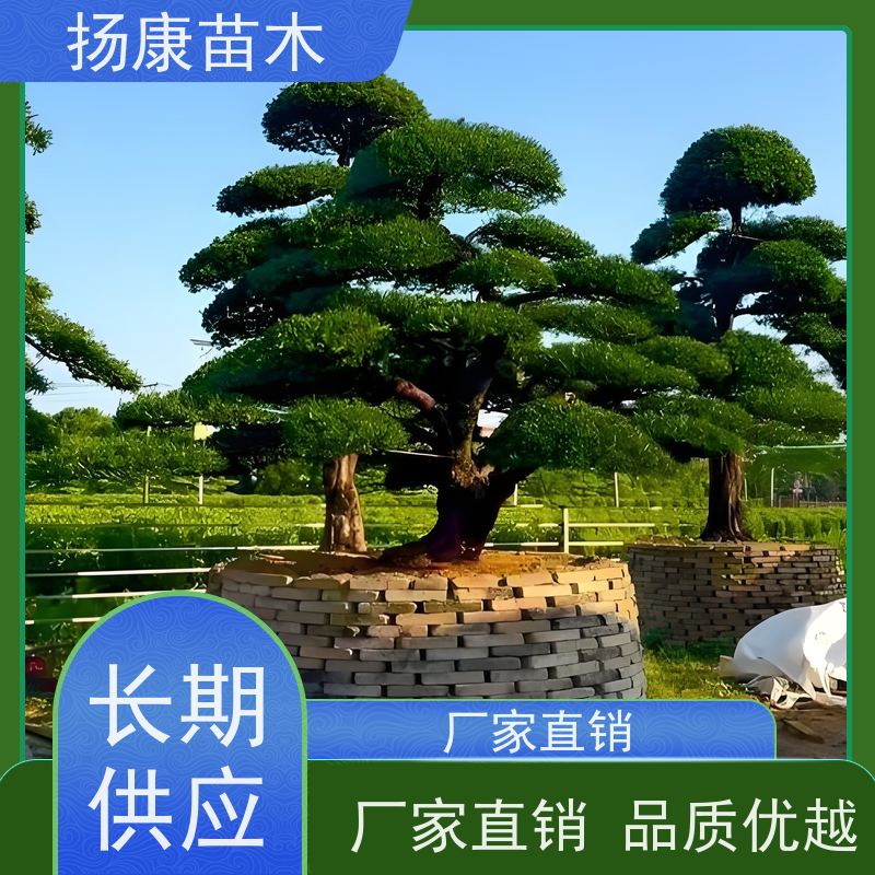 10公分罗汉松 全国供应 扬康苗木 别墅区点缀 易养活