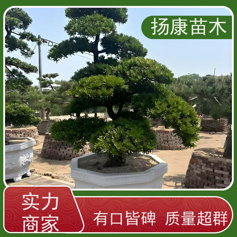 精品造型罗汉松 全国供应 扬康苗木 树形优美 景区别墅风景树 四季常绿
