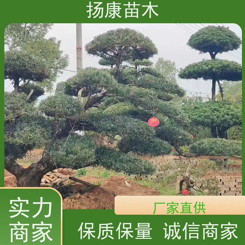 米叶罗汉松 基地直供 扬康苗木 园林绿化造型松