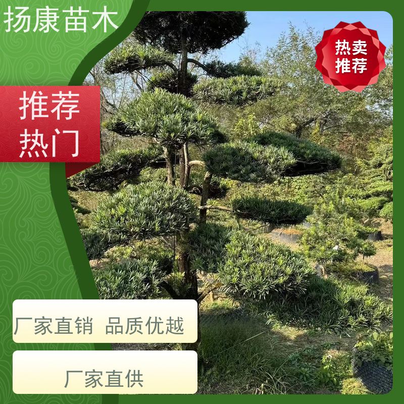 贵妃罗汉松 基地直供 扬康苗木 1-20公分造型黑松 庭院小区绿化造景树