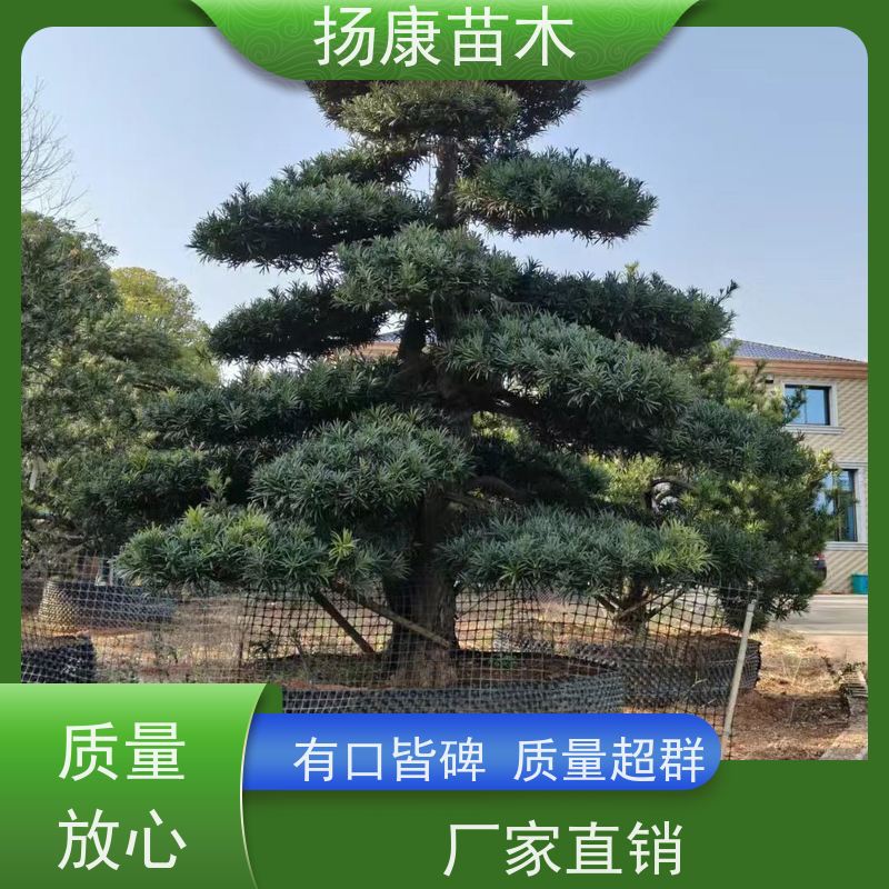 金钻罗汉松 基地直供 扬康苗木 别墅区点缀 易养活