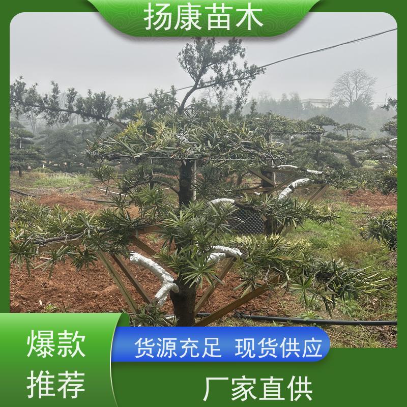 30公分罗汉松 多种规格可选 扬康苗木 四季常青植物