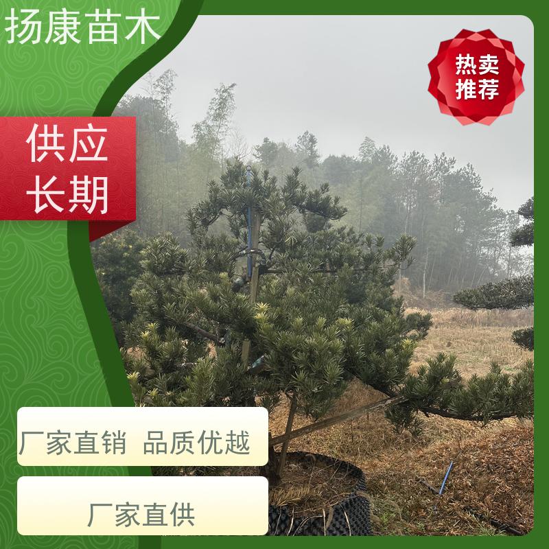 小叶罗汉松 规格齐全 扬康苗木 树形优美 景区别墅风景树 四季常绿