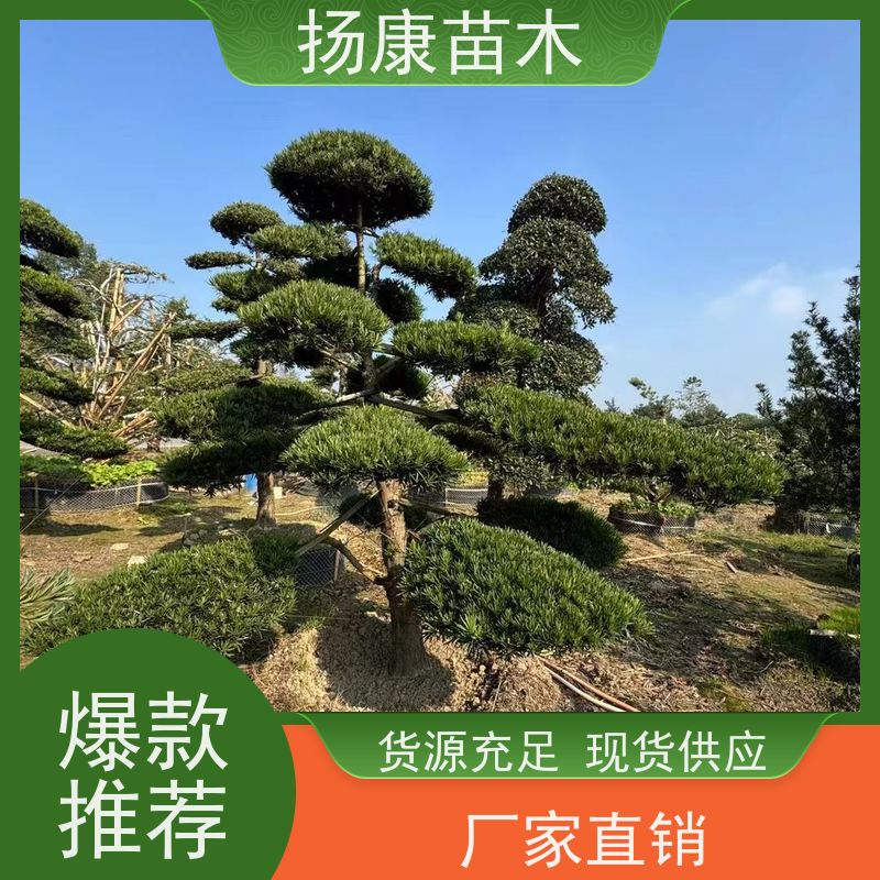扬康苗木 规格齐全 形状优美 风景绿化树 基地供应 12公分罗汉松