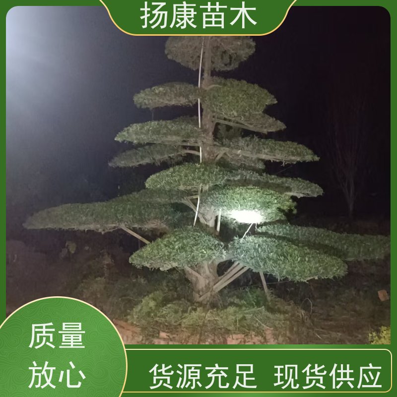 日本罗汉松 全国供应 扬康苗木 别墅区点缀 易养活