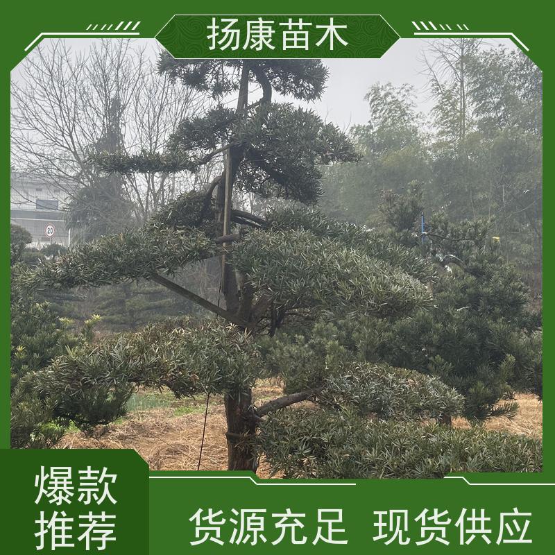 日本罗汉松 多种规格可选 扬康苗木 四季常青植物