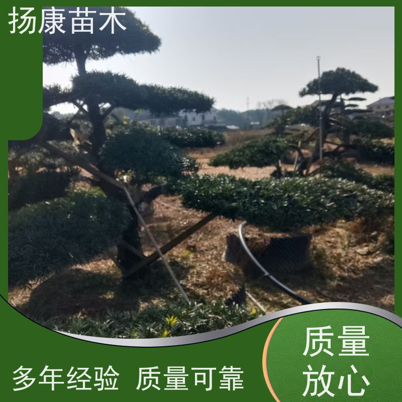 扬康苗木 百亩基地直供 绿意盎然 造型美观 生长旺盛 海岛罗汉松