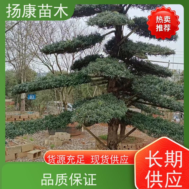 扬康苗木 百亩基地直供 绿意盎然 造型美观 生长旺盛 金钻罗汉松