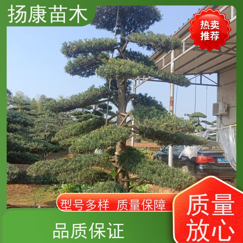 日本罗汉松 规格齐全 扬康苗木 庭院园林景观打造绿化道路观赏价值高