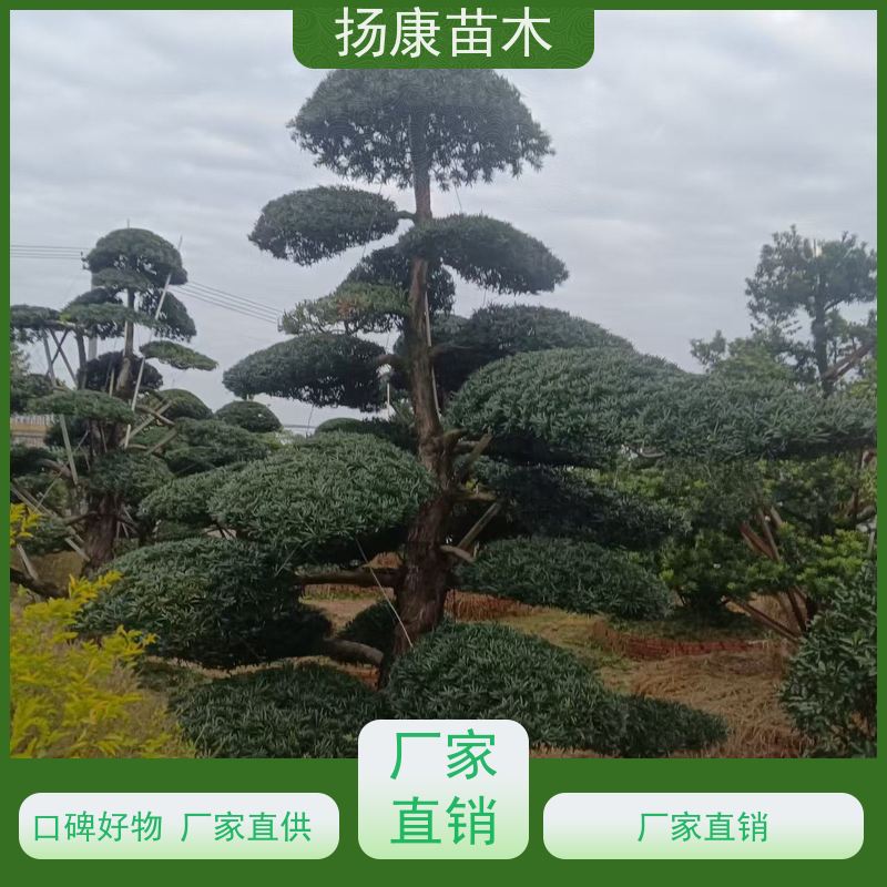 造型罗汉松 多种规格可选 扬康苗木 别墅庭院风景树 