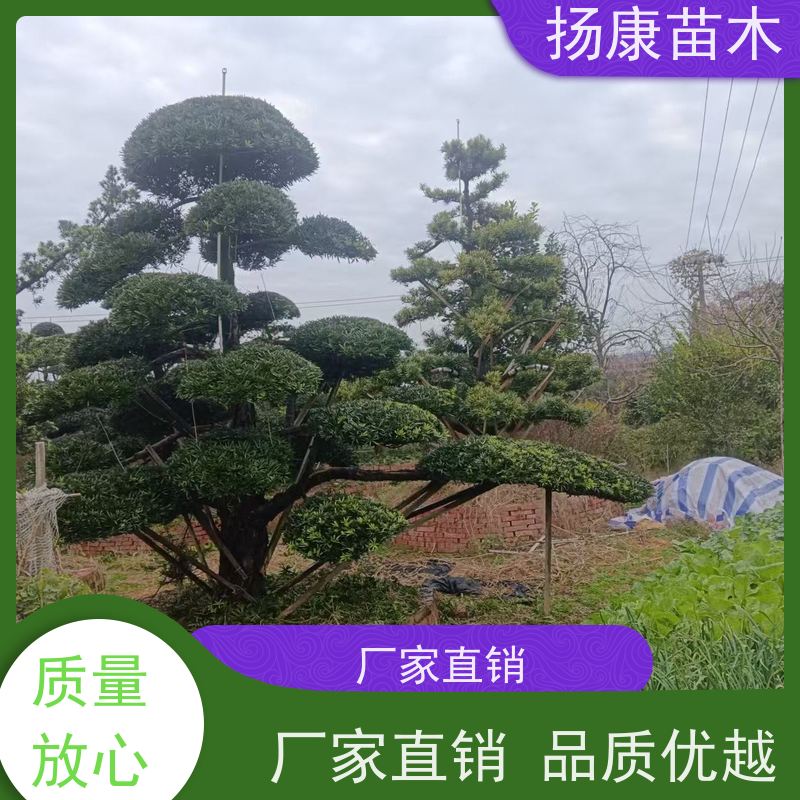 米叶罗汉松 规格齐全 扬康苗木 园林绿化造型松