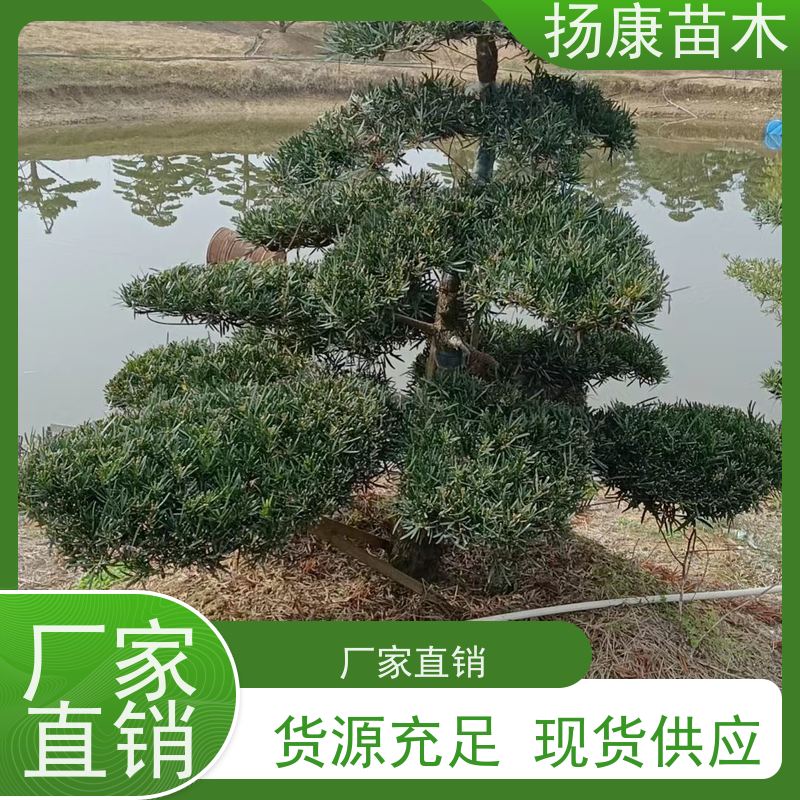 12公分罗汉松 基地直供 扬康苗木 别墅区点缀 易养活