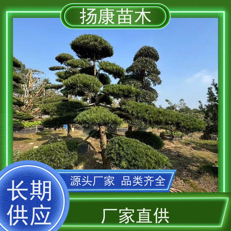 珍珠罗汉松 基地直供 扬康苗木 景区园林公园绿化种植