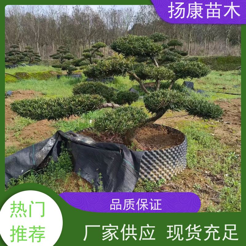 扬康苗木 可购园林造型树 绿化景观优选 冠幅3米 珍珠罗汉松