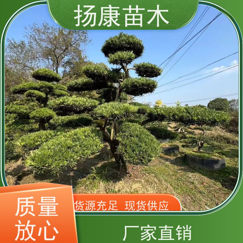 宽叶罗汉松 全国供应 扬康苗木 园林绿化造型松