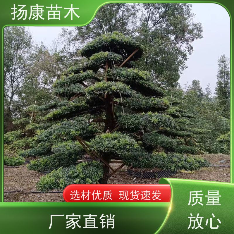 罗汉松 全国供应 扬康苗木 景区园林公园绿化种植