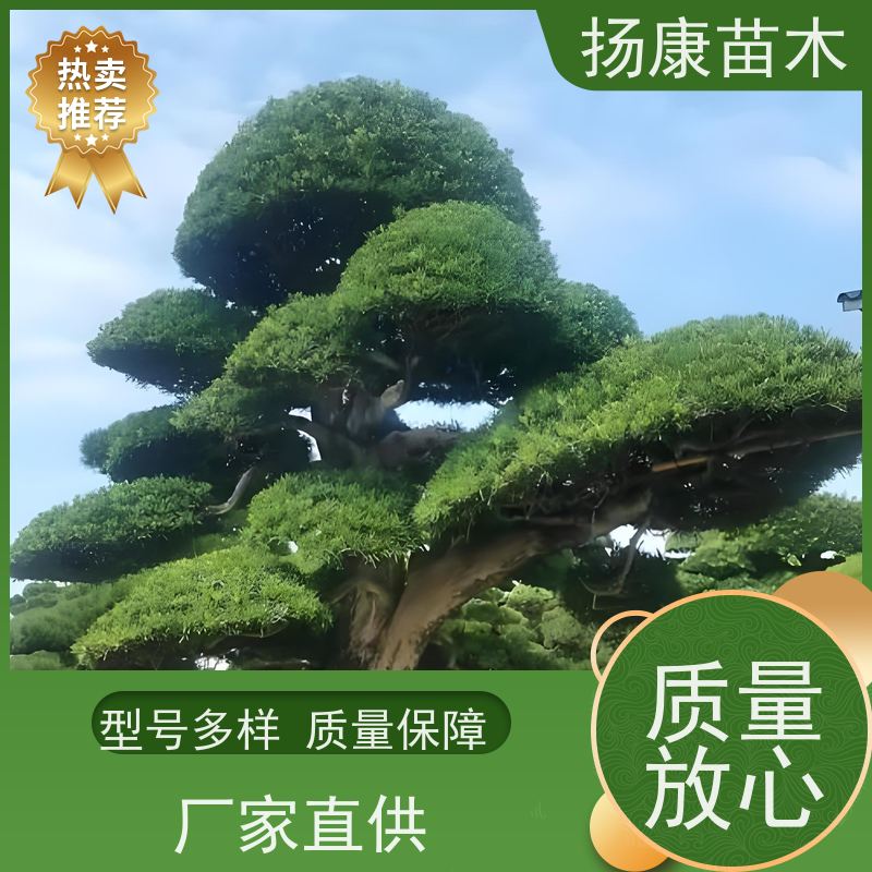 20公分罗汉松 多种规格可选 扬康苗木 别墅庭院风景树 