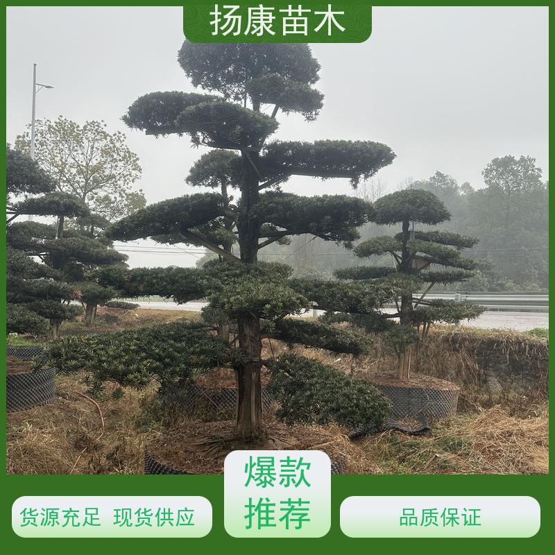 扬康苗木 景区园林绿化用 黑松 别墅庭院风景树 金钻罗汉松