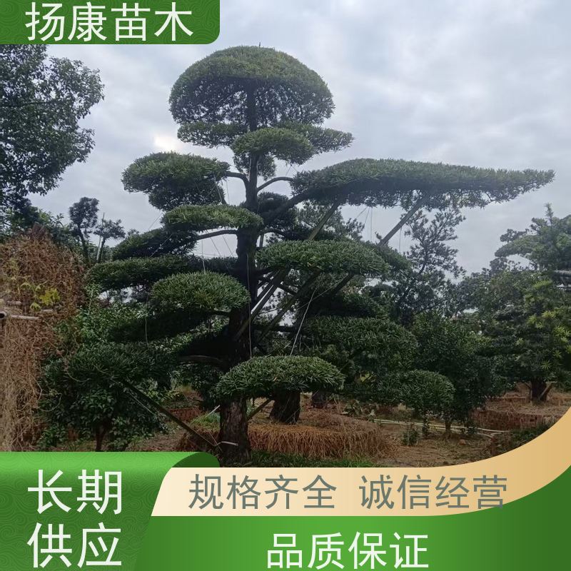 日本罗汉松 规格齐全 扬康苗木 1-20公分造型黑松 庭院小区绿化造景树