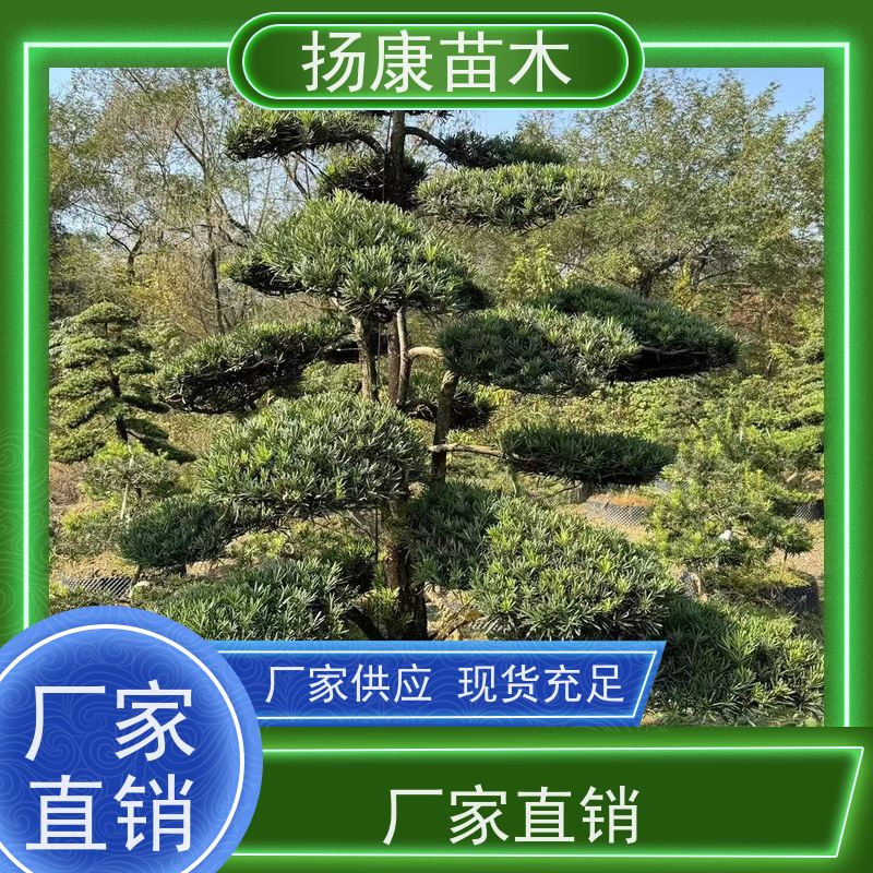 20公分罗汉松 全国供应 扬康苗木 四季常青植物