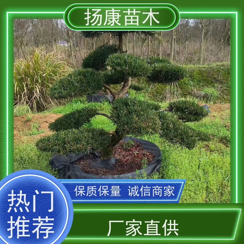贵妃罗汉松 基地直供 扬康苗木 别墅庭院风景树 