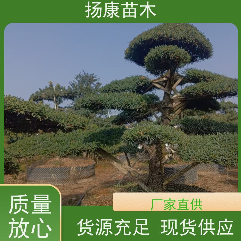 精品造型罗汉松 全国供应 扬康苗木 别墅区点缀 易养活