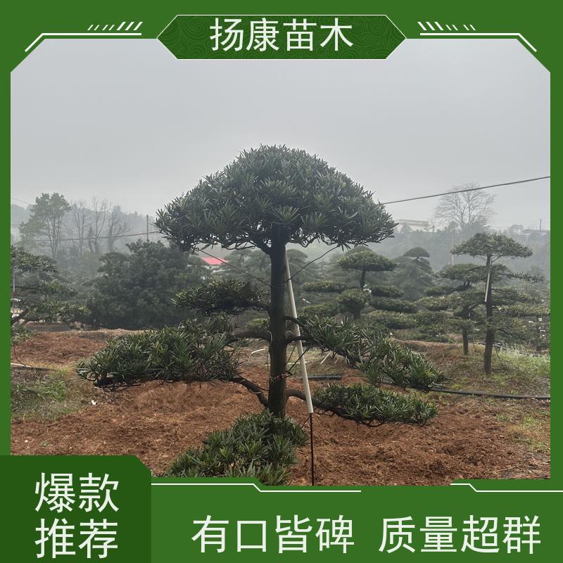 海岛罗汉松 规格齐全 扬康苗木 庭院园林景观打造绿化道路观赏价值高