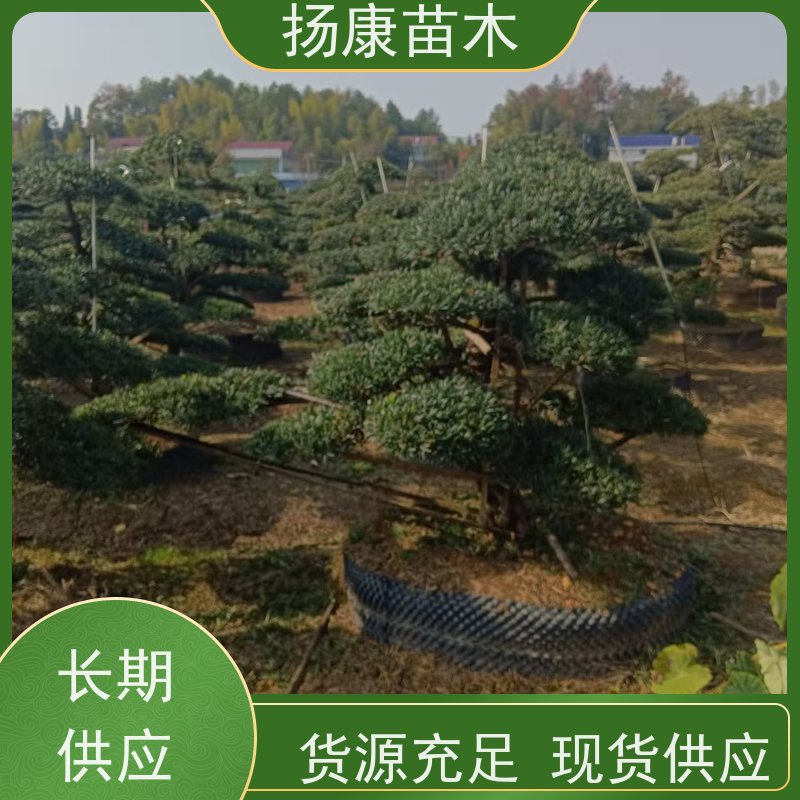 20公分罗汉松 基地直供 扬康苗木 别墅庭院风景树 