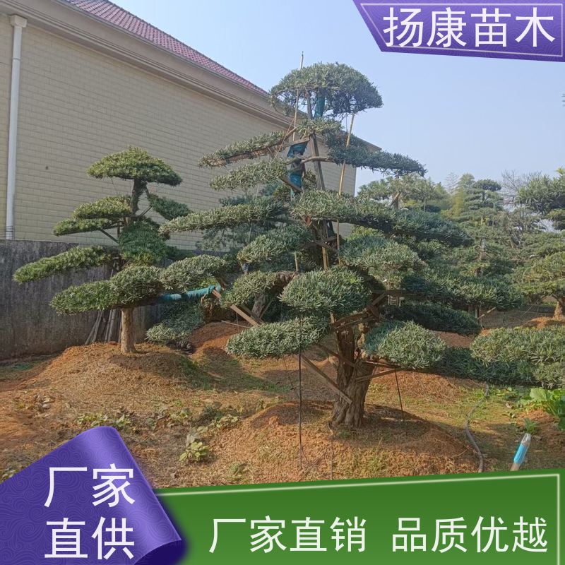 15公分罗汉松 规格齐全 扬康苗木 园林绿化造型松