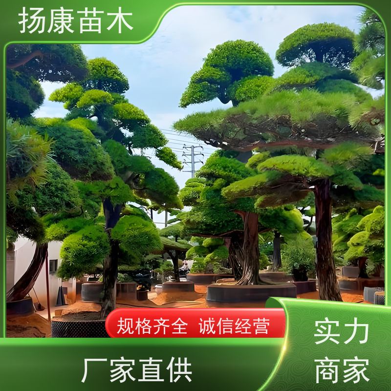 扬康苗木 美观大气 庭院园林造景树 斜飘罗汉松